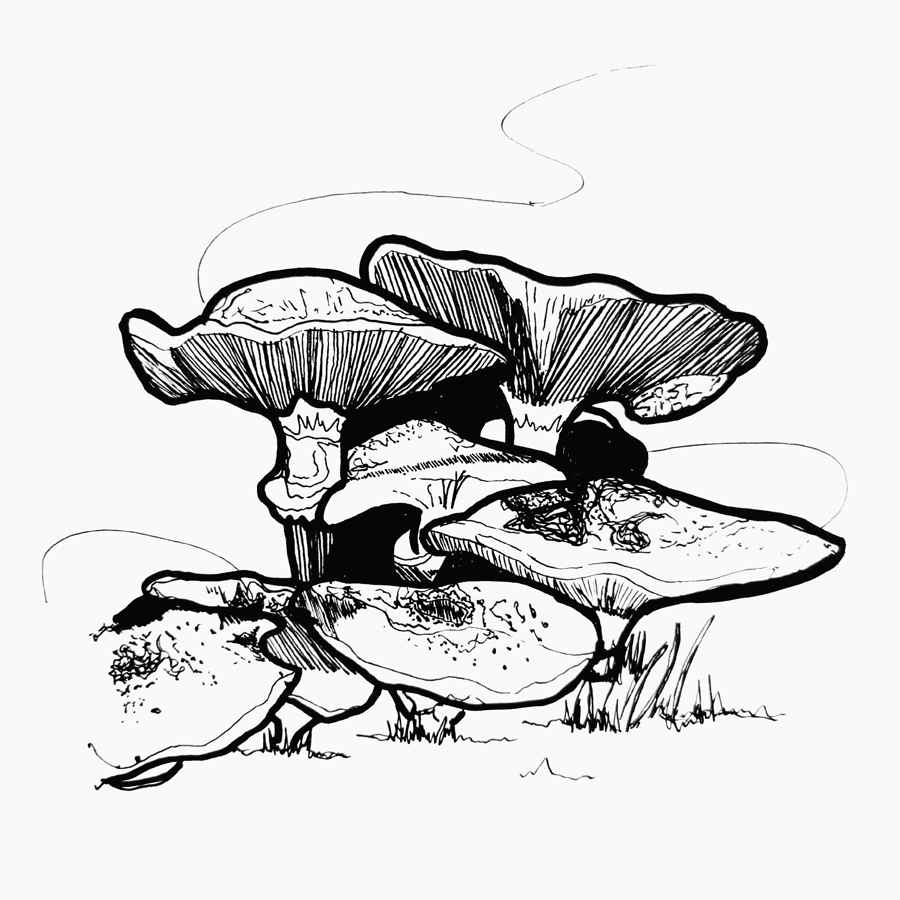 Mushrooms